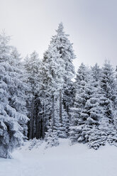 Germany, Thurinigia, Oberhof, Firs in winter - BR000008