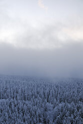 Germany, Thurinigia, Oberhof, Forest in winter - BR000013