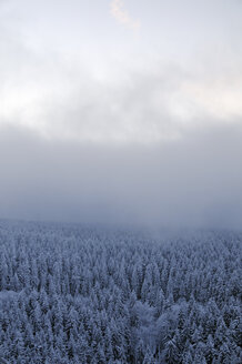 Deutschland, Thurinigia, Oberhof, Wald im Winter - BR000013