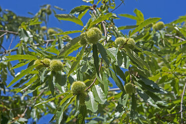 Italy, South Tyrol, Sweet chestnuts on tree - ASF005251