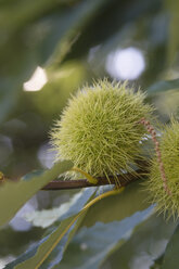 Italy, South Tyrol, Sweet chestnut on tree - ASF005253