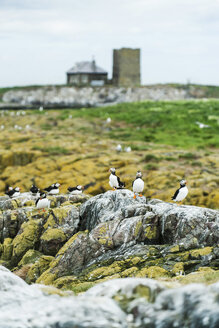 Großbritannien, England, Northumberland, Farne-Inseln, Papageientaucher - PAF000113