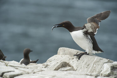 Großbritannien, England, Northumberland, Farne-Inseln, Murre - PAF000115