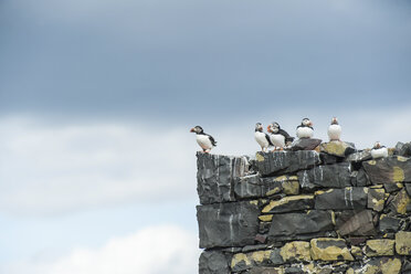 Großbritannien, England, Northumberland, Farne-Inseln, Papageientaucher - PAF000116