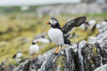 Großbritannien, England, Northumberland, Farne-Inseln, Papageientaucher - PA000120