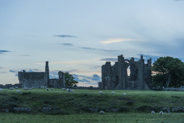 Great Britain, England, Northumberland, Holy Island, Lindisfarne, monastery and flock of sheep - PA000138