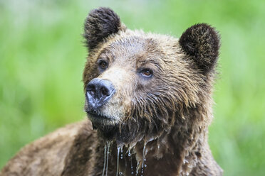 Kanada, Khutzeymateen Grizzly Bear Sanctuary, Porträt eines Grizzlybären - FO005356