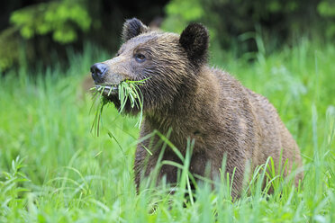 Kanada, Khutzeymateen Grizzly Bear Sanctuary, Porträt eines Grizzlybären - FO005348