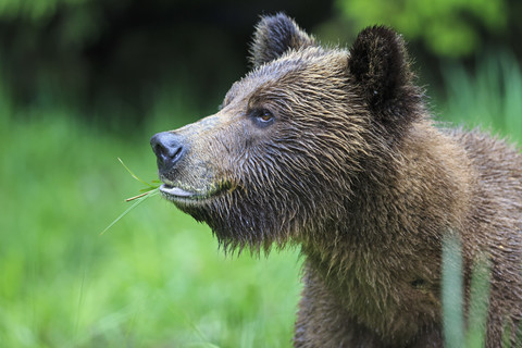 Kanada, Khutzeymateen Grizzly Bear Sanctuary, Porträt eines Grizzlybären, lizenzfreies Stockfoto