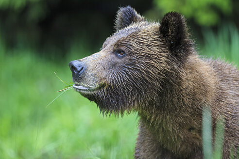Kanada, Khutzeymateen Grizzly Bear Sanctuary, Porträt eines Grizzlybären - FO005349