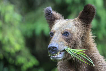 Kanada, Khutzeymateen Grizzly Bear Sanctuary, Porträt eines Grizzlybären - FO005350