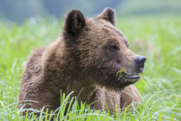 Kanada, Khutzeymateen Grizzly Bear Sanctuary, Porträt eines Grizzlybären - FOF005351