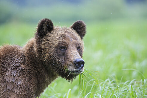 Kanada, Khutzeymateen Grizzly Bear Sanctuary, Porträt eines Grizzlybären - FO005352
