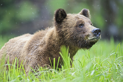Kanada, Khutzeymateen Grizzly Bear Sanctuary, Porträt eines Grizzlybären, lizenzfreies Stockfoto