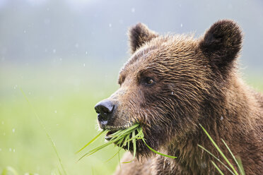 Kanada, Khutzeymateen Grizzly Bear Sanctuary, Porträt eines Grizzlybären - FOF005354