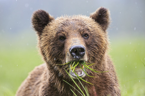 Kanada, Khutzeymateen Grizzly Bear Sanctuary, Porträt eines Grizzlybären, lizenzfreies Stockfoto