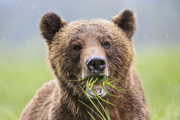 Kanada, Khutzeymateen Grizzly Bear Sanctuary, Porträt eines Grizzlybären - FOF005355