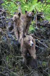 Kanada, Khutzeymateen Grizzly Bear Sanctuary, Weiblicher Grizzlybär mit Nachwuchs - FOF005367