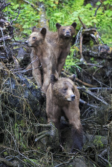 Kanada, Khutzeymateen Grizzly Bear Sanctuary, Weiblicher Grizzlybär mit Nachwuchs - FOF005367