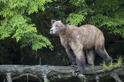 Kanada, Khutzeymateen Grizzly Bear Sanctuary, Weiblicher Grizzlybär - FOF005357