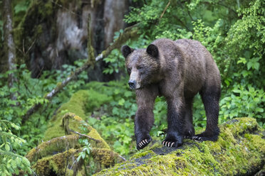 Kanada, Khutzeymateen Grizzly Bear Sanctuary, Weiblicher Grizzlybär - FOF005366