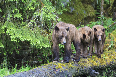 Kanada, Khutzeymateen Grizzly Bear Sanctuary, Weiblicher Grizzlybär mit Nachwuchs - FOF005365