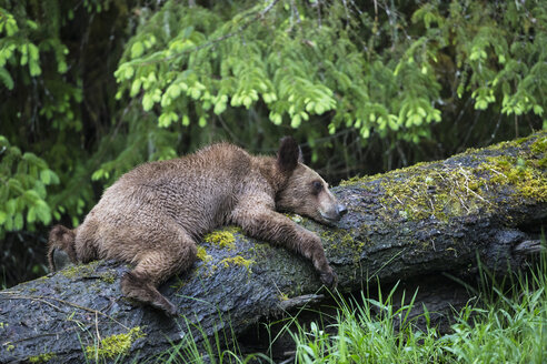 Kanada, Khutzeymateen Grizzly Bear Sanctuary, Junger Grizzlybär - FOF005364