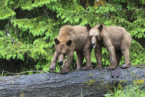 Kanada, Khutzeymateen Grizzly Bear Sanctuary, Junge Grizzlybären - FOF005363