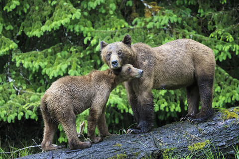 Kanada, Khutzeymateen Grizzly Bear Sanctuary, Weiblicher Grizzlybär mit Nachwuchs, lizenzfreies Stockfoto