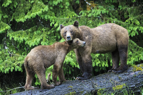 Kanada, Khutzeymateen Grizzly Bear Sanctuary, Weiblicher Grizzlybär mit Nachwuchs - FOF005362