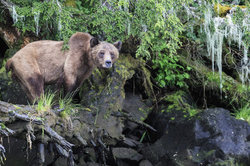 Kanada, Khutzeymateen Grizzly Bear Sanctuary, Weiblicher Grizzlybär - FOF005361