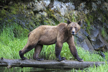 Kanada, Khutzeymateen Grizzly Bear Sanctuary, Weiblicher Grizzlybär - FOF005360