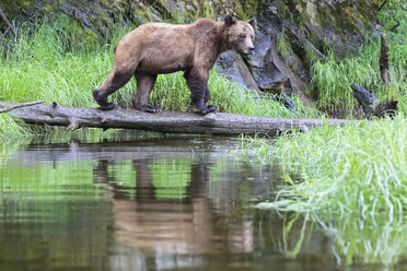 Kanada, Khutzeymateen Grizzly Bear Sanctuary, Weiblicher Grizzlybär - FOF005359