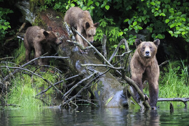 Kanada, Khutzeymateen Grizzly Bear Sanctuary, Weiblicher Grizzlybär mit Nachwuchs - FOF005358