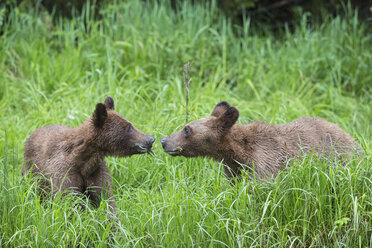 Kanada, Khutzeymateen Grizzly Bear Sanctuary, Grizzlybären riechen sich gegenseitig - FO005368