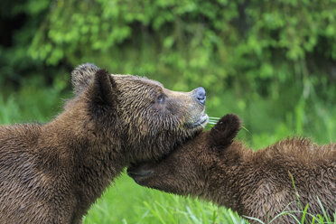 Kanada, Khutzeymateen Grizzly Bear Sanctuary, Grizzlybären riechen sich gegenseitig - FO005369