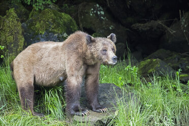 Kanada, Khutzeymateen Grizzly Bear Sanctuary, Weiblicher Grizzlybär auf der Lauer - FO005370