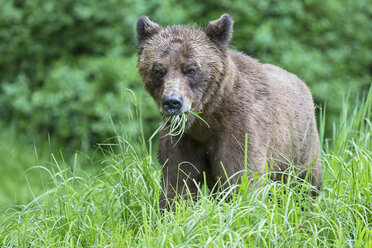 Kanada, Khutzeymateen Grizzly Bear Sanctuary, Grizzlybär frisst Gras - FO005371