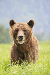 Canada, Khutzeymateen Grizzly Bear Sanctuary, Grizzly bear eating grass - FOF005372