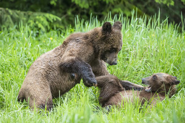 Kanada, Khutzeymateen Grizzly Bear Sanctuary, Spielende Grizzlybären - FO005394