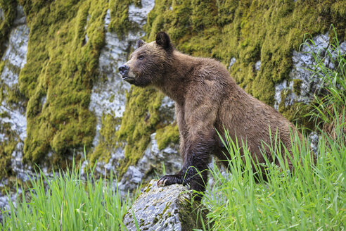 Kanada, Khutzeymateen Grizzly Bear Sanctuary, Weiblicher Grizzlybär auf der Lauer - FOF005374