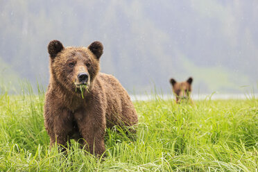 Kanada, Khutzeymateen Grizzly Bear Sanctuary, Grizzlybären fressen Gras - FOF005375