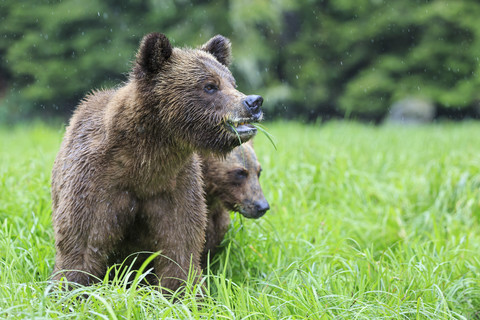 Kanada, Khutzeymateen Grizzly Bear Sanctuary, Grizzlybären fressen Gras, lizenzfreies Stockfoto