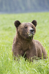 Canada, Khutzeymateen Grizzly Bear Sanctuary, Grizzly bear eating grass - FOF005377