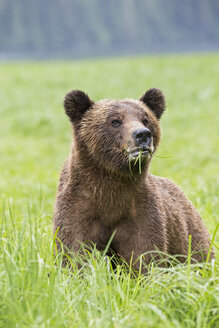 Kanada, Khutzeymateen Grizzly Bear Sanctuary, Grizzlybär frisst Gras - FOF005377