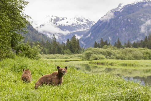 Kanada, Khutzeymateen Grizzly Bear Sanctuary, Grizzlybären fressen Gras - FOF005395