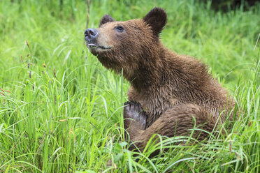 Kanada, Khutzeymateen Grizzly Bear Sanctuary, Grizzly sitzt im Gras - FO005396