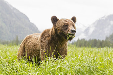 Kanada, Khutzeymateen Grizzly Bear Sanctuary, Grizzlybär frisst Gras - FOF005379