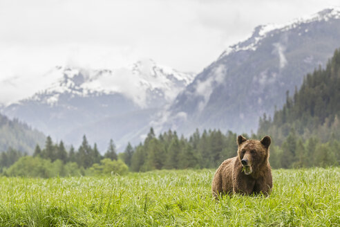 Kanada, Khutzeymateen Grizzly Bear Sanctuary, Grizzlybär frisst Gras - FOF005380