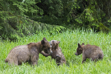 Kanada, Khutzeymateen Grizzly Bear Sanctuary, Spielende Grizzlybären - FO005381